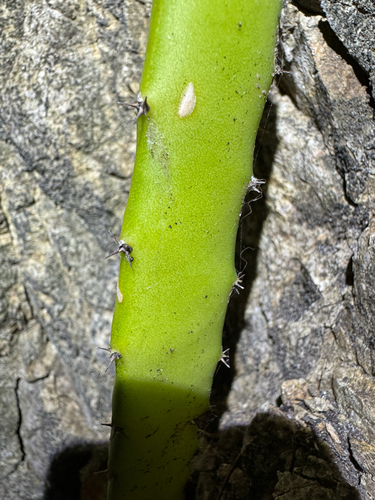Selenicereus triangularis, photograph 3