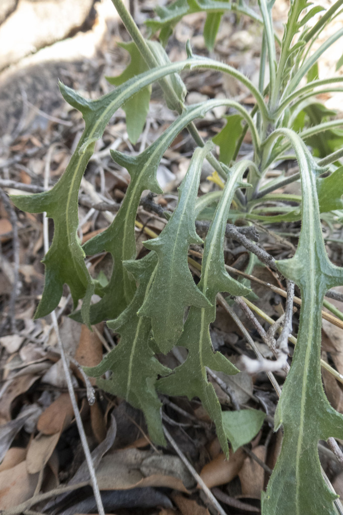 Biscutella calduchii