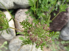 Daucus pusillus