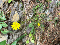 Ixeridium laevigatum, photograph (c) Jaw-Jian La, some rights reserved (CC BY)