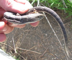 Elgaria multicarinata webbii