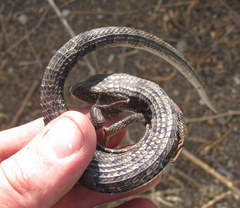 Elgaria multicarinata webbii