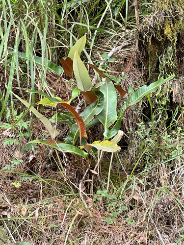 Pyrrosia sheareri, photograph 5