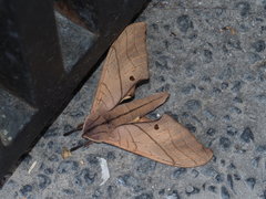 Marumba cristata bukaiana