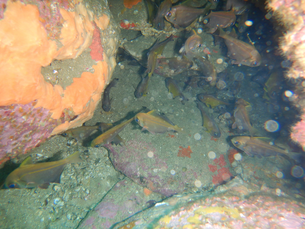 Pempheris compressa
