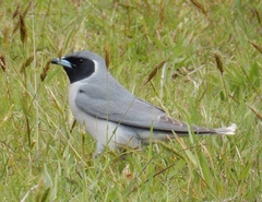 Masked Woodswallow photo 3