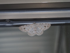 Lassaba parvalbidaria