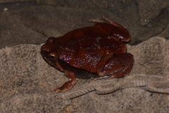 Microhyla mihintalei