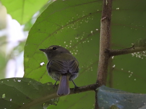 Drab-breasted Pygmy-Tyrant