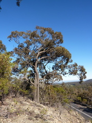 Eucalyptus tricarpa