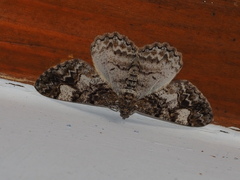 Alcis admissaria