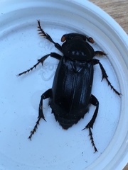Nicrophorus humator