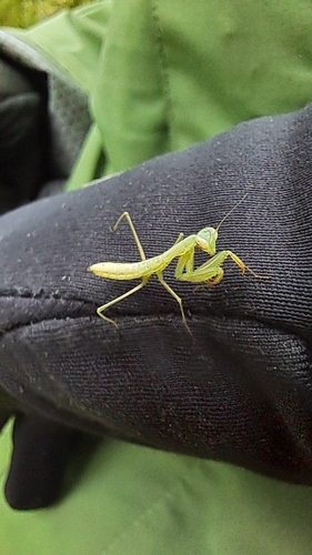 European Mantis