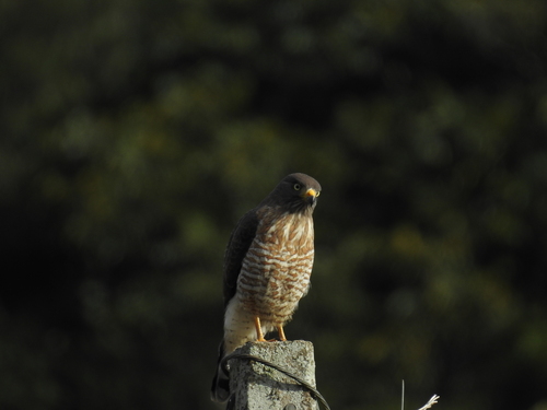 Roadside Hawk
