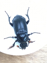 Nicrophorus humator