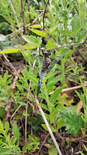 Black-tailed Skimmer