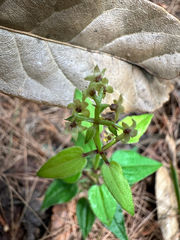 Rubia argyi, photograph (c) Jaw-Jian La, some rights reserved (CC BY)