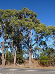 Eucalyptus yarraensis