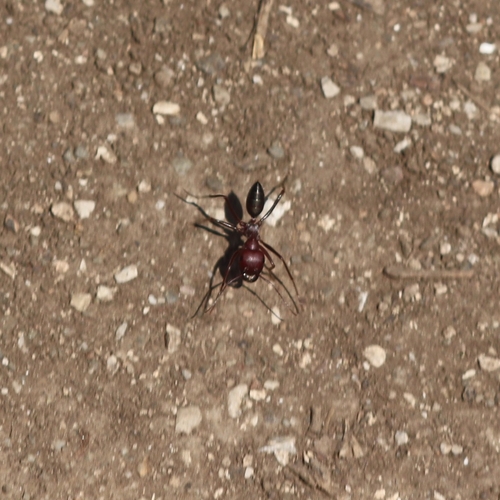 Nodal Desert Ant