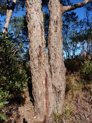 Eucalyptus yarraensis