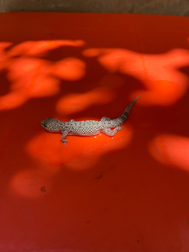 Mediterranean House Gecko