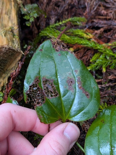 Smilax azorica (Smilax azorica)