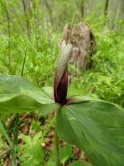 Trillium viridescens