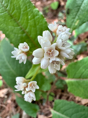 Persicaria chinensis, photograph (c) Jaw-Jian La, some rights reserved (CC BY)