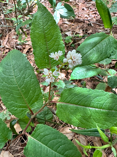 Persicaria chinensis, photograph 5