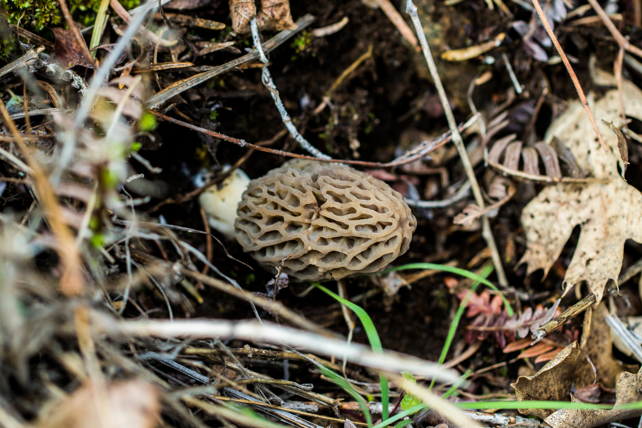 Morchella rufobrunnea image