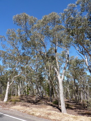 Eucalyptus rossii