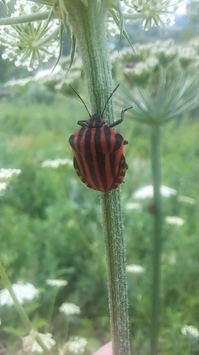 European Striped Shield Bug