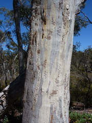 Eucalyptus rossii
