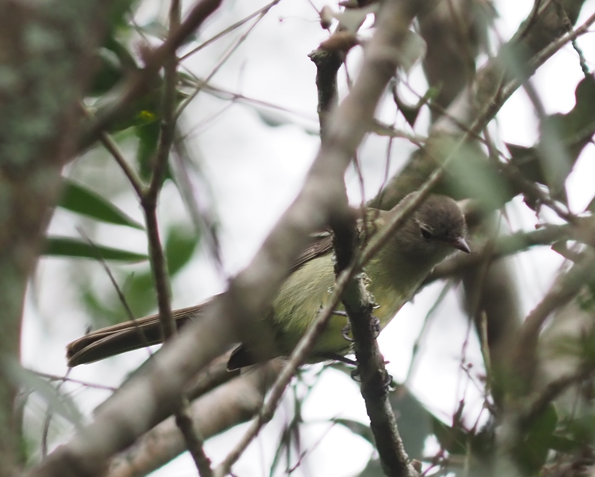 Small-headed Elaenia (Elaenia sordida), photo 4