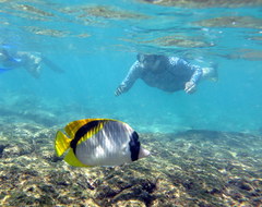 Chaetodon lineolatus
