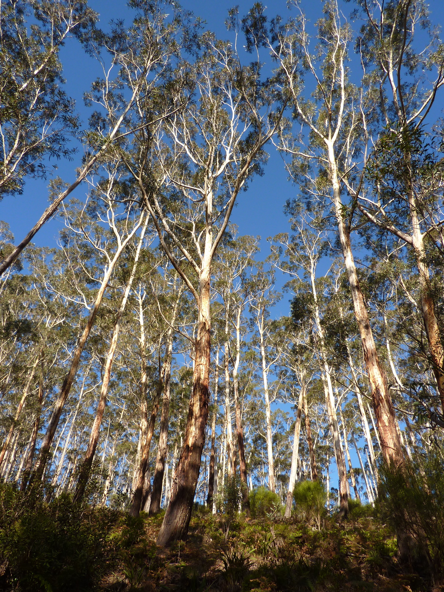 Eucalyptus fraxinoides