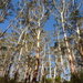 Eucalyptus fraxinoides - Photo (c) Dean Nicolle, algunos derechos reservados (CC BY-NC), subido por Dean Nicolle