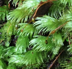 Leucobryum gracile