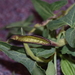 Aristolochia socorroensis - Photo (c) Vince Scheidt, alguns direitos reservados (CC BY-NC), uploaded by Vince Scheidt