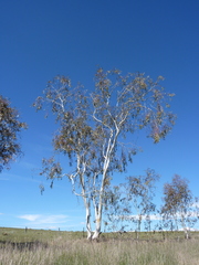 Eucalyptus lacrimans