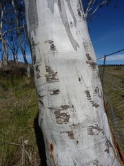 Eucalyptus lacrimans