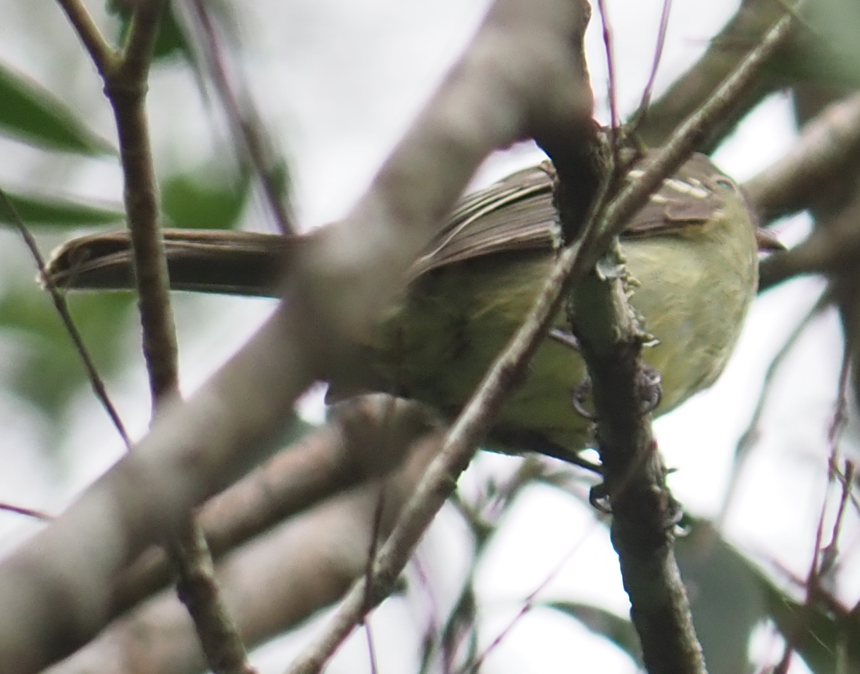Small-headed Elaenia (Elaenia sordida), photo 5