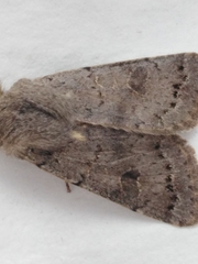 Orthosia populeti