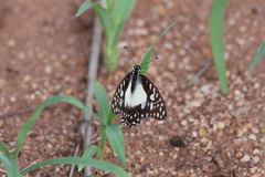 Graphium angolanus angolanus