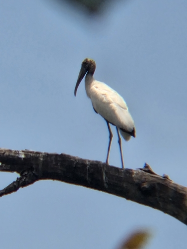 Wood Stork (Mycteria americana)