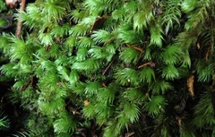 Leucobryum gracile