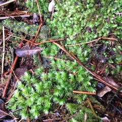 Leucobryum gracile