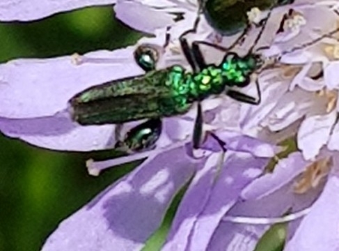 Thick-legged Flower Beetle