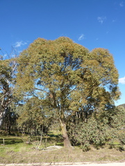 Eucalyptus stellulata