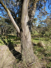 Eucalyptus stellulata